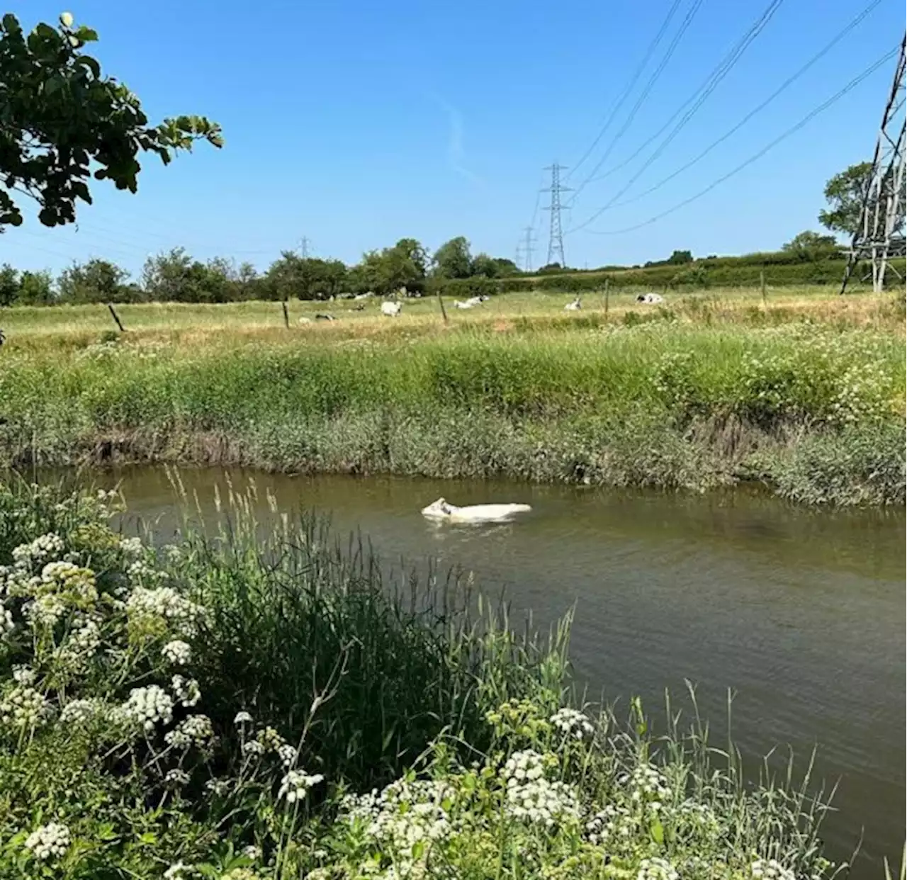 Cow becomes stuck in Savick Brook taking a cooling dip