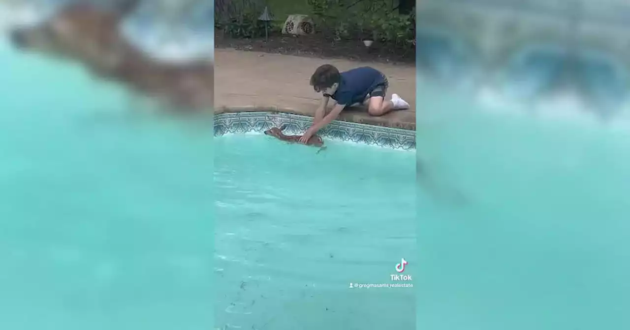 See it: 12-year-old Long Island boy saves baby deer that fell into backyard pool