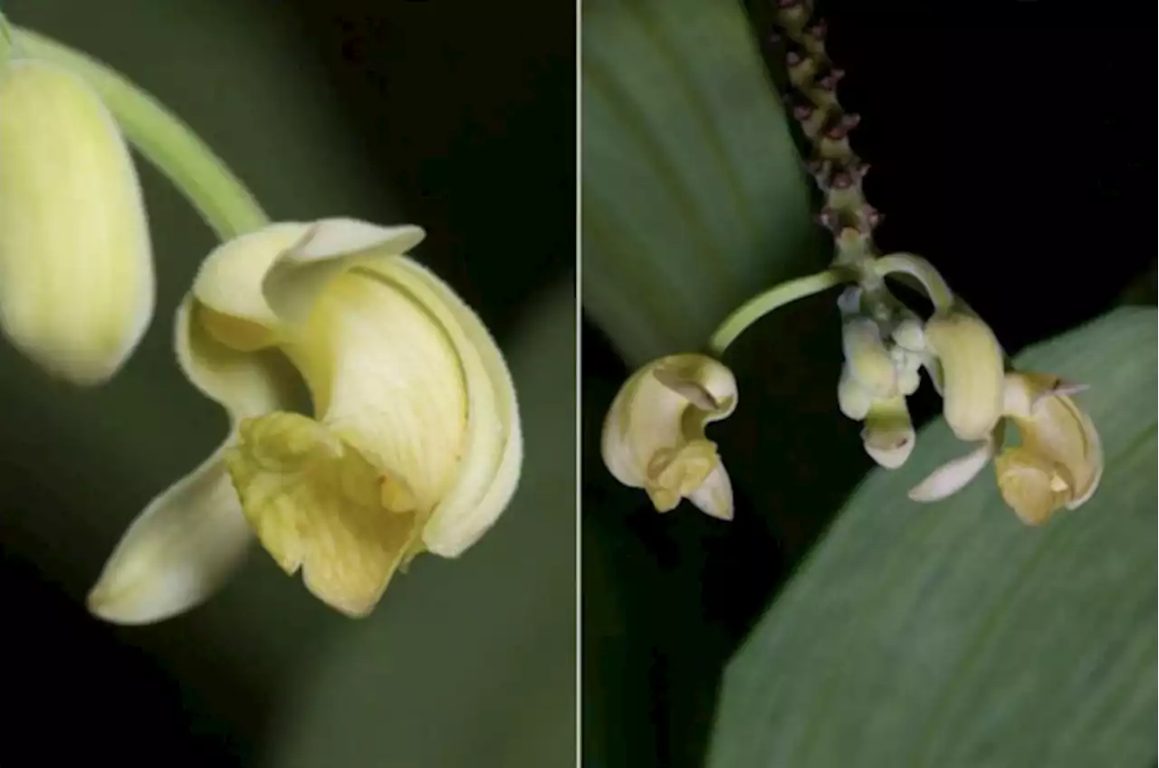 New ‘Merlion’ orchid discovered in Singapore