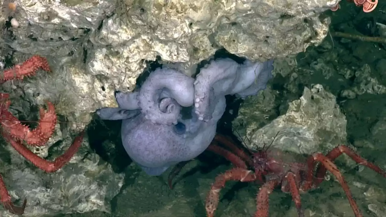 Scientists discover new ecosystems and life in B.C.'s deep sea