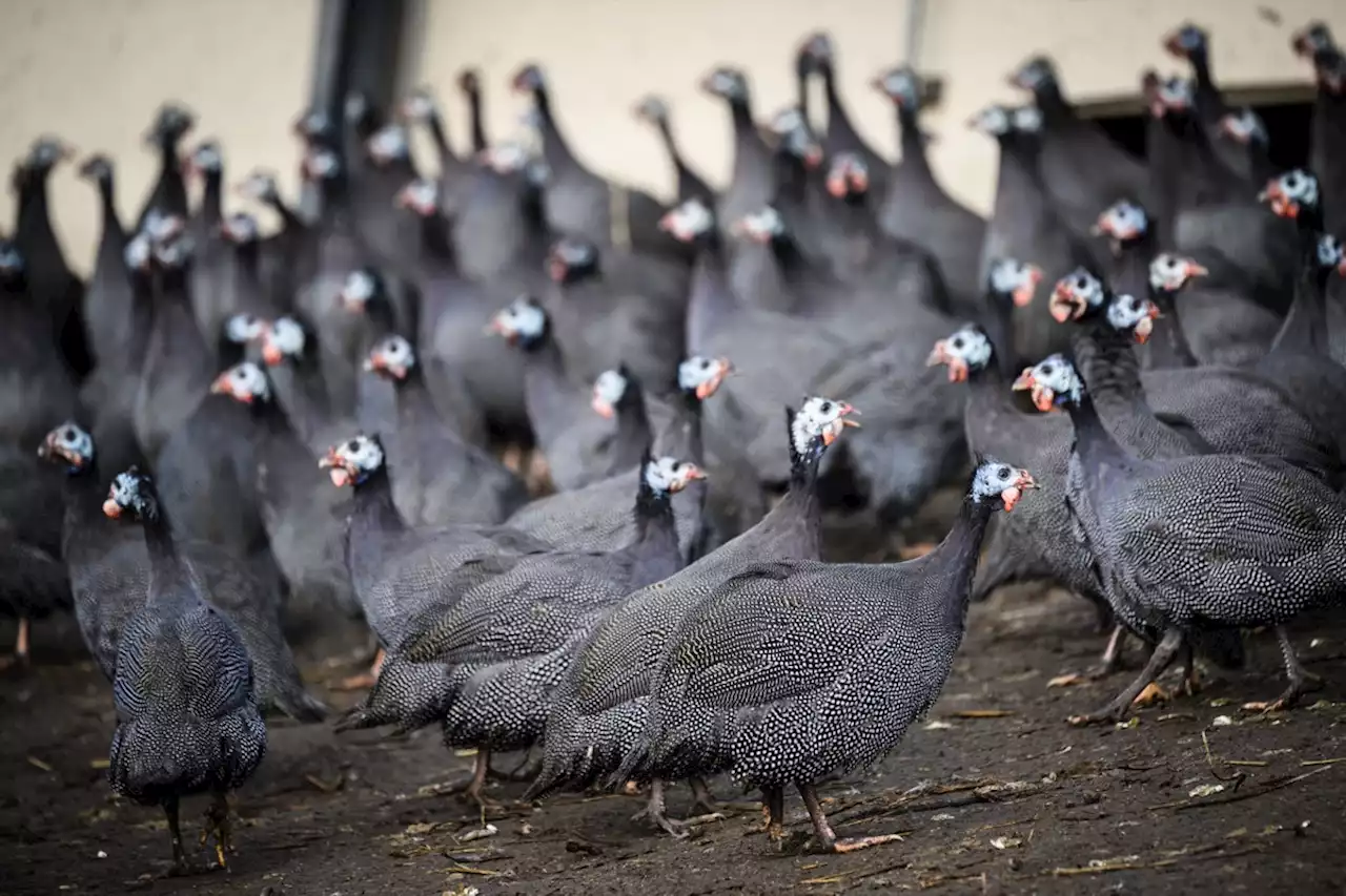 Grippe aviaire : pour éviter une pandémie, le comité français des risques sanitaires prône la vaccination