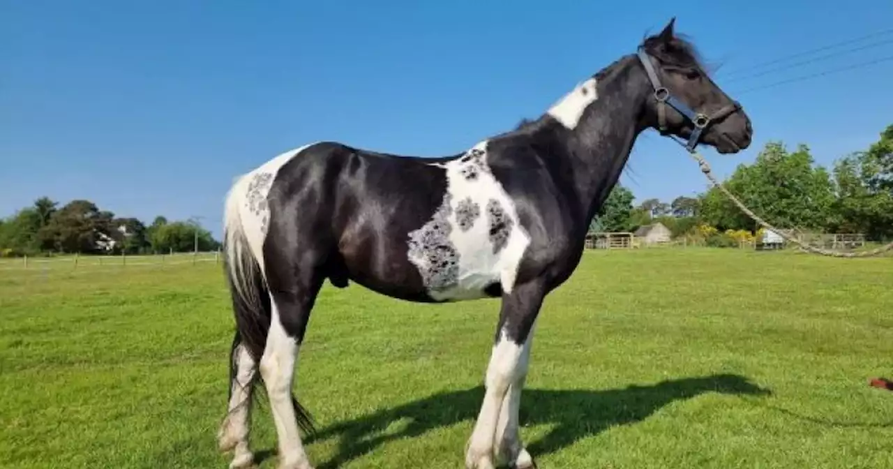 These 15 adorable pets are all looking for their forever homes in Scotland