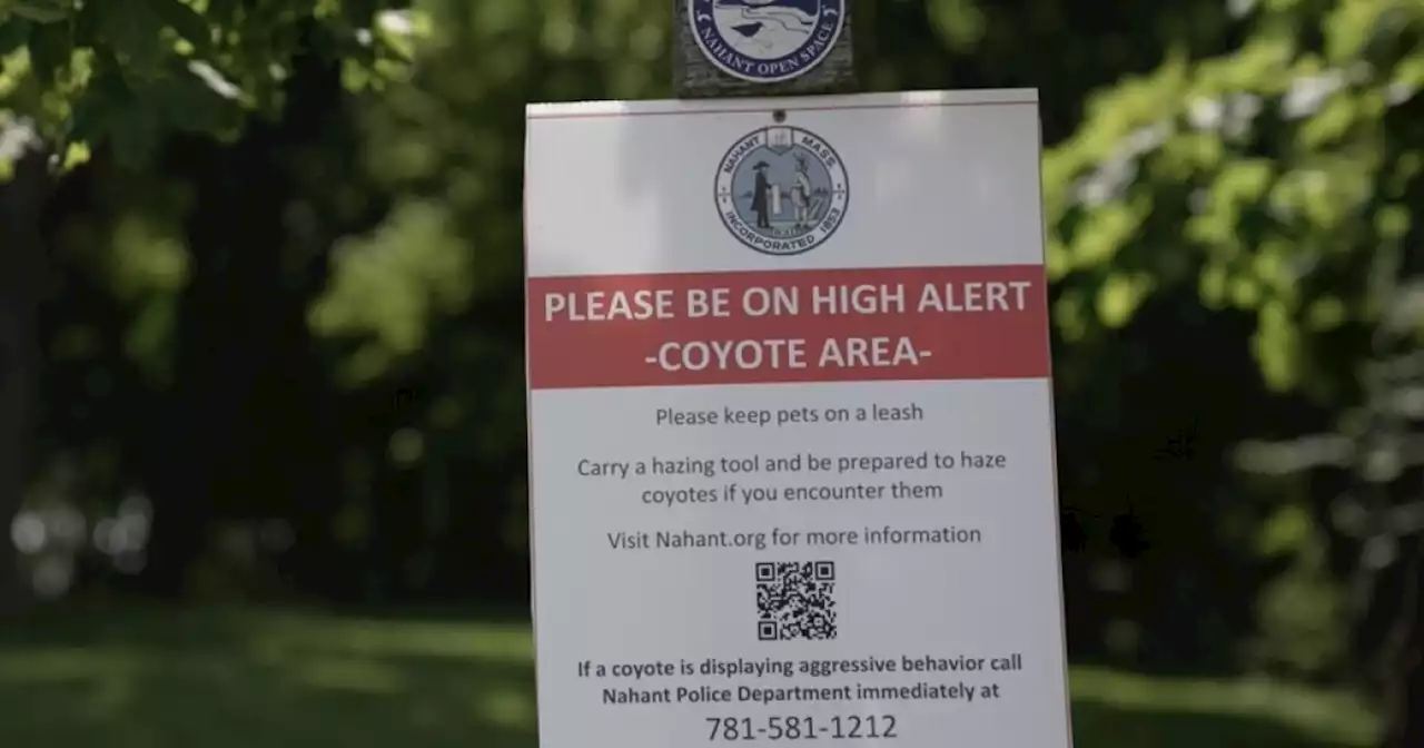 Coyote problems persist in town divided over how to control population