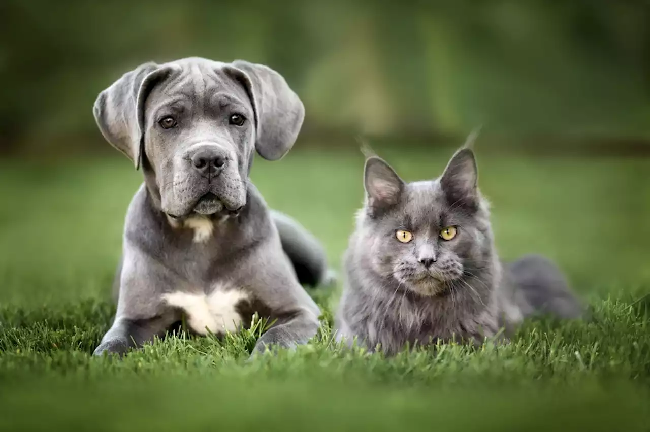 Are Dogs and Cats Colorblind?