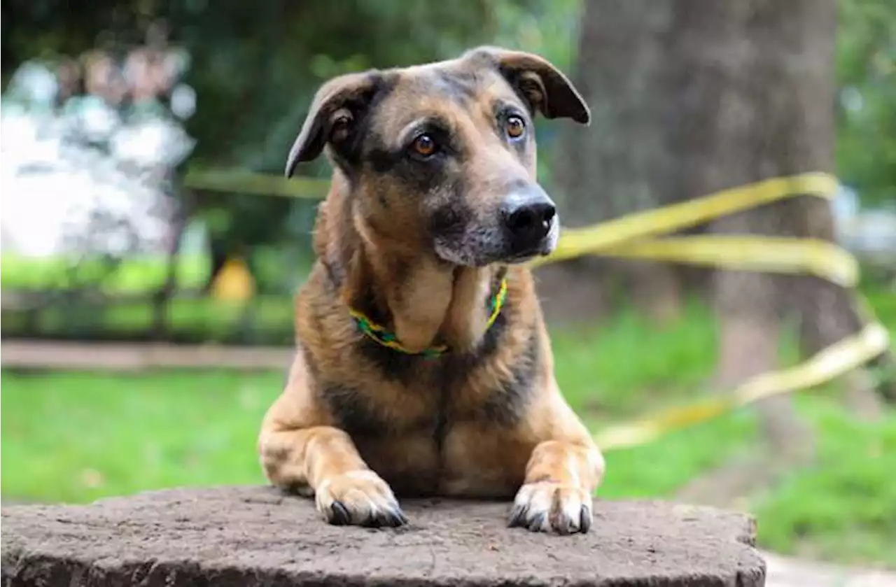 Aprueban política pública de protección y bienestar animal en el Valle del Cauca