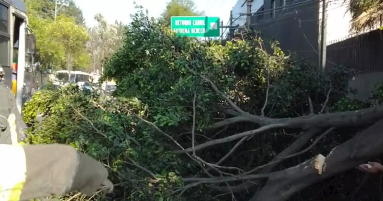 Derrumbe de árbol en avenida Constituyentes provoca tráfico