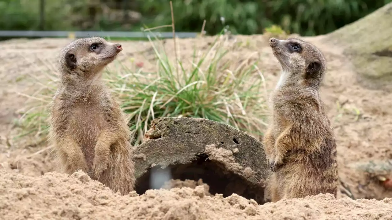 All 5 meerkats die from poisoning at Philadelphia Zoo within hours, officials say