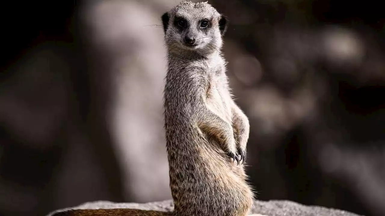 Philadelphia Zoo Suspects Topical Dye Killed Five of Its Meerkats