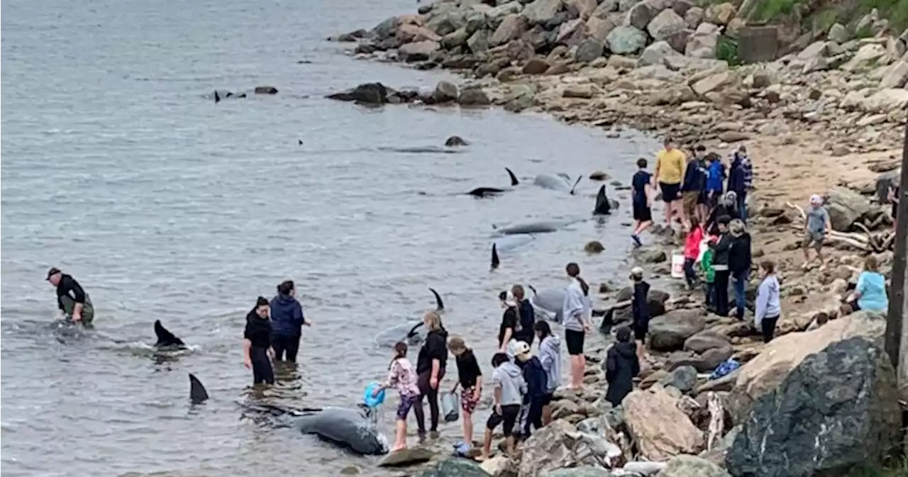 Post mortem shows pilot whales were healthy before they swam ashore and died in N.S. | Globalnews.ca