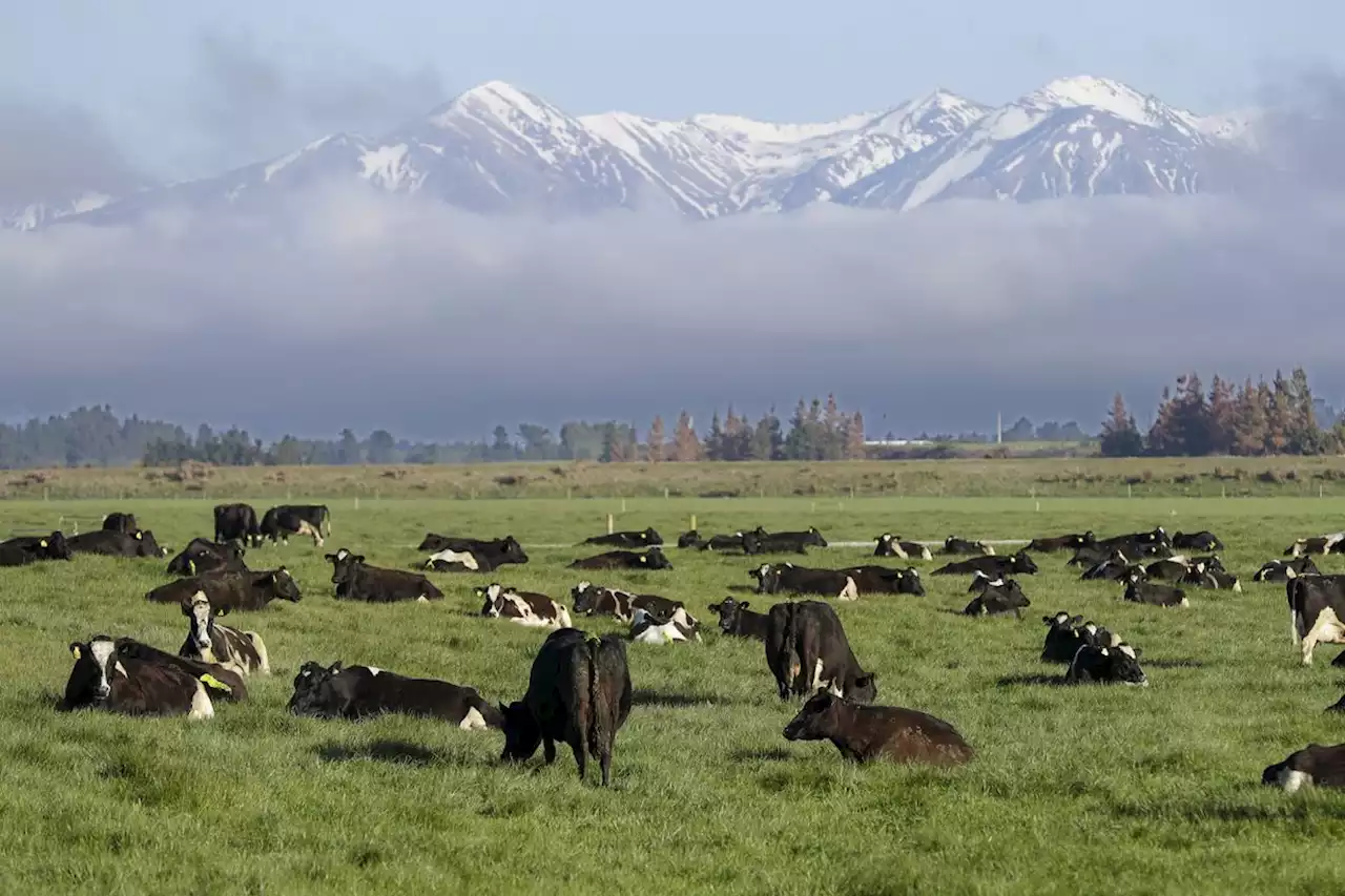 New Zealand to challenge Ottawa over dairy trade dispute