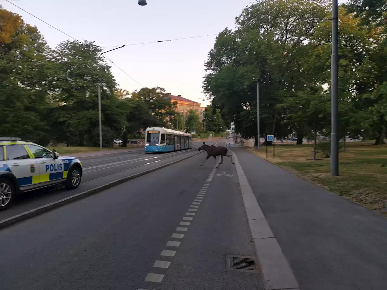 Älgjakt i centrala Göteborg