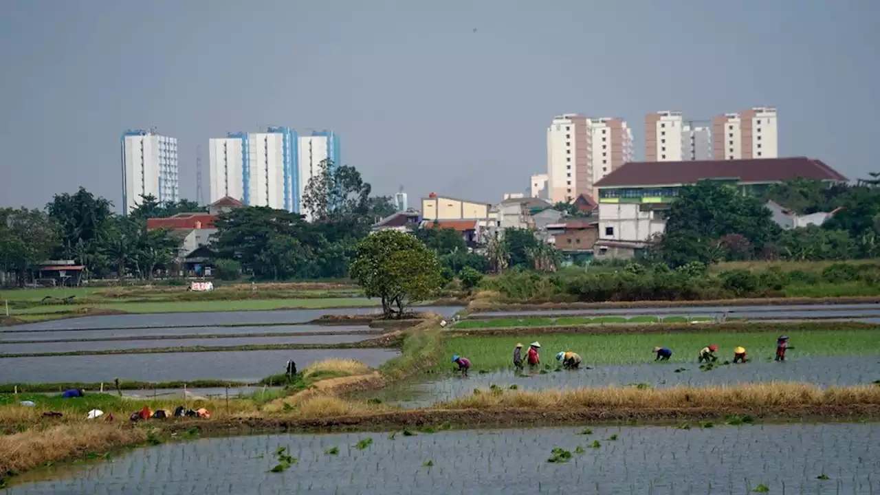 Lahan Pertanian Ibu Kota yang Terus Menyusut