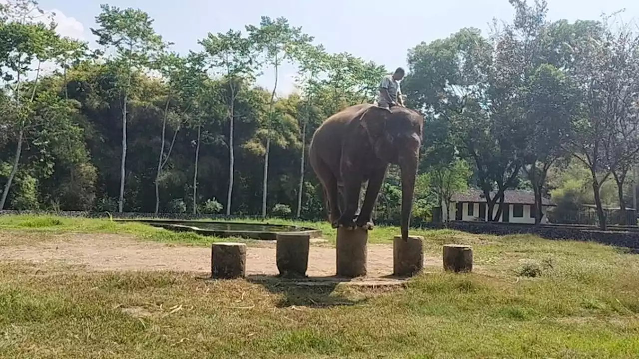 Lima Gajah Taman Wisata Candi Borobudur Dipindahkan ke Kebun Binatang