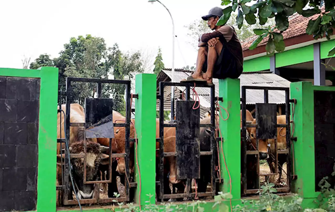 LSD Belum Pengaruhi Pasar Hewan di Kota Probolinggo