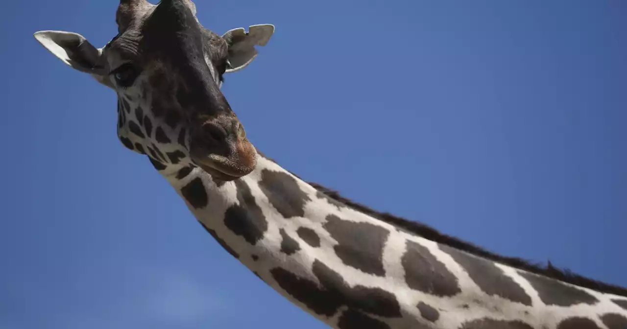 Benito the giraffe is alone and struggling at small Mexican zoo, climate activists say