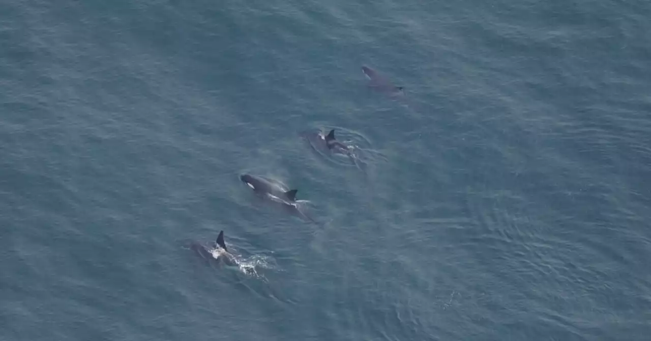 Rare sighting: Scientists spot 4 killer whales in New England waters