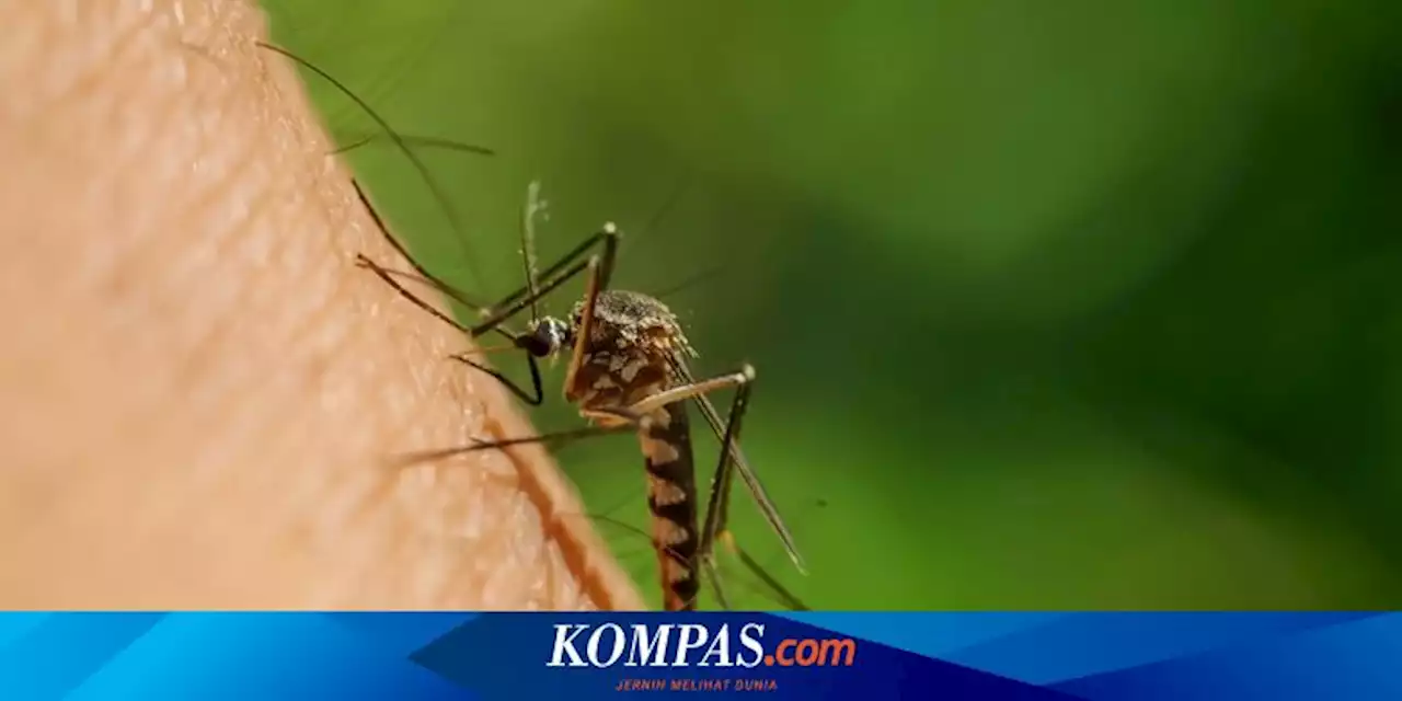 Awas, Dampak El Nino Menyebabkan Nyamuk DBD Semakin Ganas