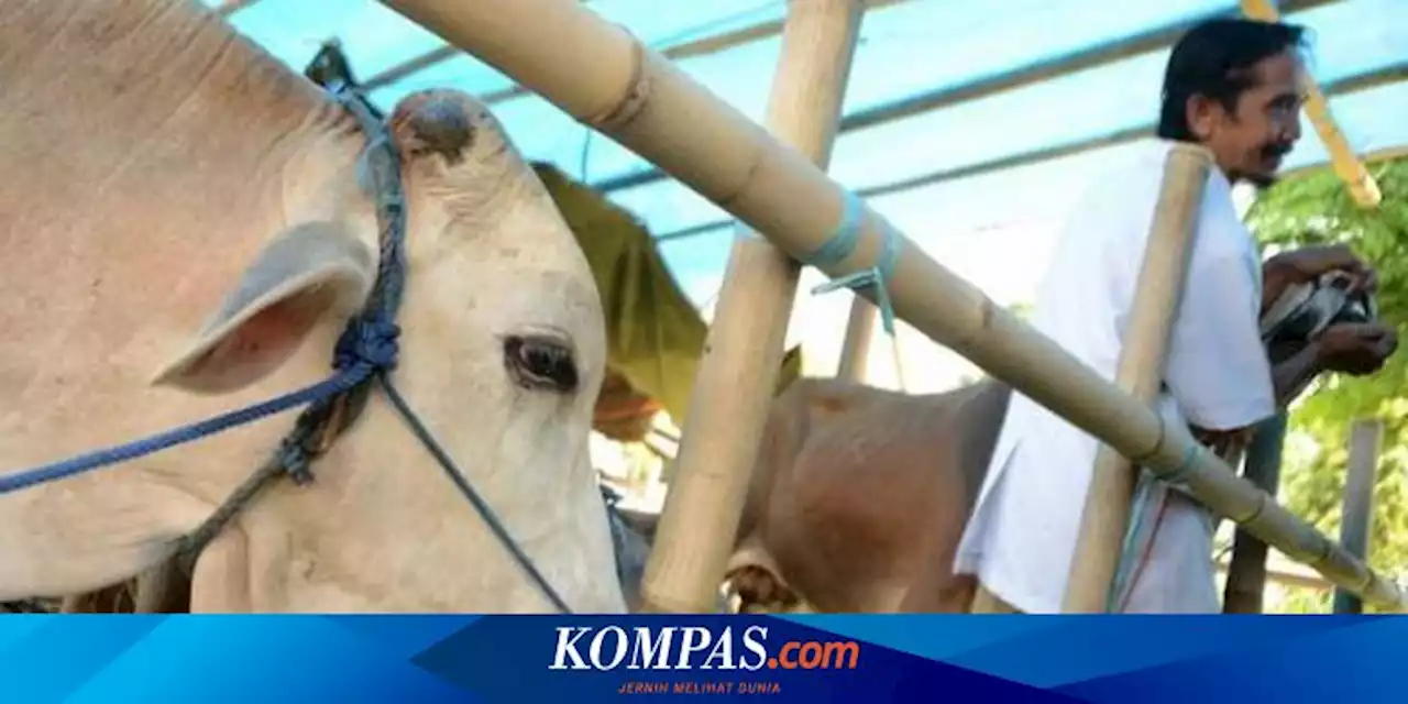 Bantul Ajukan 8 Ekor Sapi untuk Kurban Presiden Jokowi