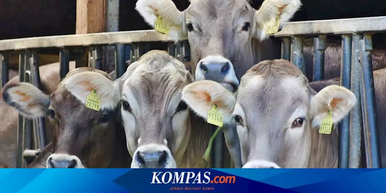 Dinas Peternakan Jabar Temukan Kasus Cacar Sapi Jelang Idul Adha, Kenali Gejalanya