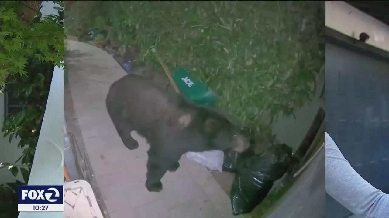 Black bear wandering in San Rafael yard