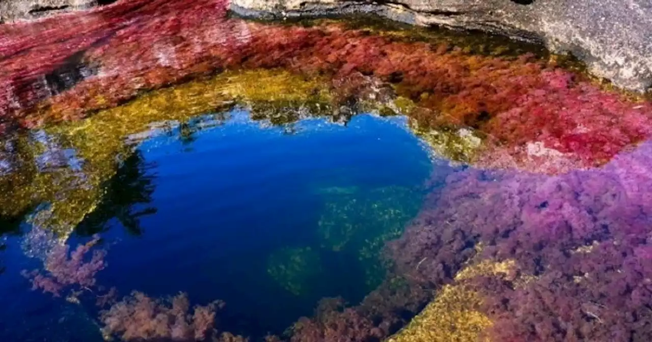 Caño Cristales estará abierto nuevamente para los turistas