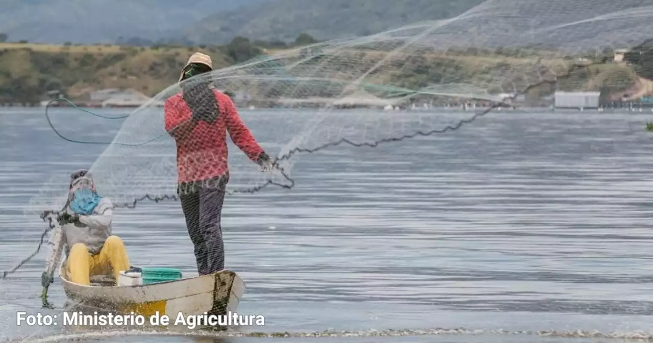 Los gringos están felices comiendo tilapia colombiana