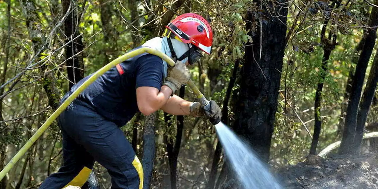 Incendie dans les Vosges : une quinzaine d'hectares détruits