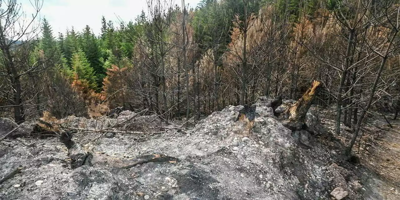 L’incendie dans les Vosges est « fixé », 30 hectares brûlés