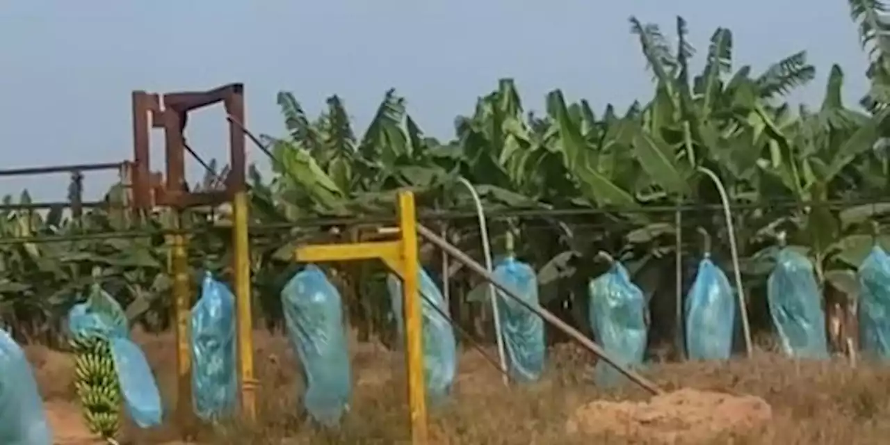 Panjangnya Bak Kereta, Pesepeda Motor di Lampung Ini Kena Macet Akibat Panen Pisang | merdeka.com