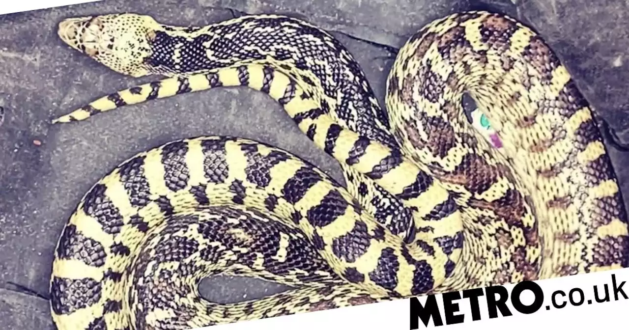 Snake that grows up to eight feet found outside pub in London