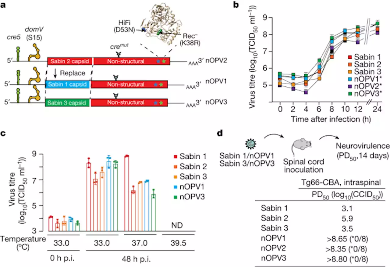 Genetic stabilization of attenuated oral vaccines against poliovirus types 1 and 3 - Nature