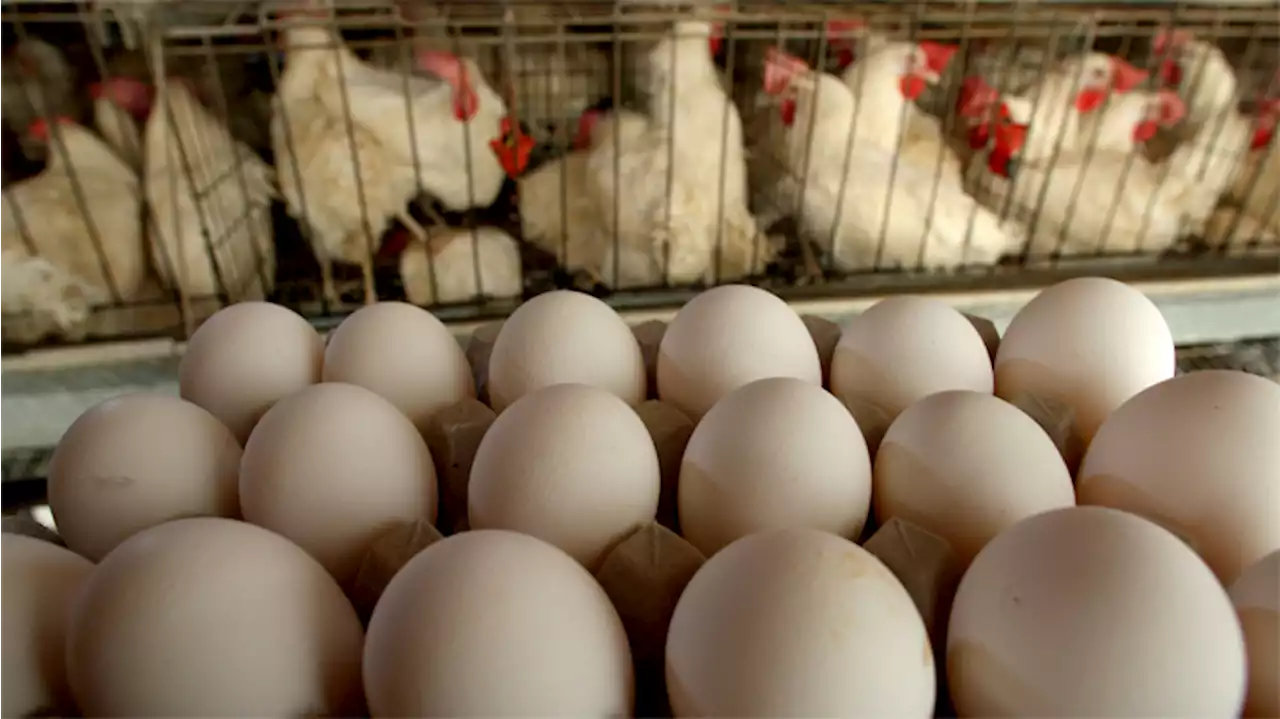 Egg prices see largest monthly drop in 72 years