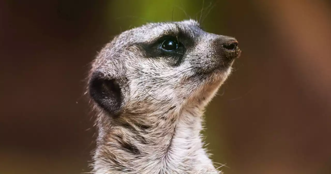 5 meerkats die at Philadelphia Zoo following exposure to unknown toxin, officials say