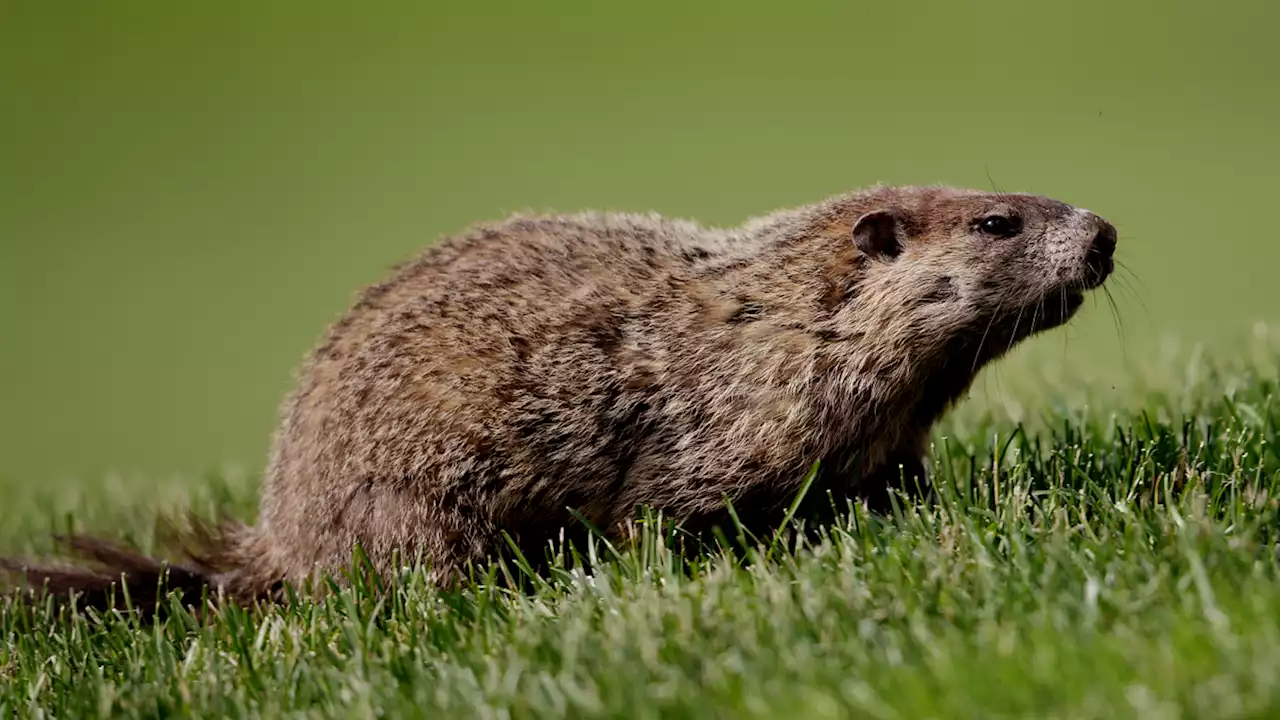 Rabies warning over woodchuck at South Coast ice cream shop