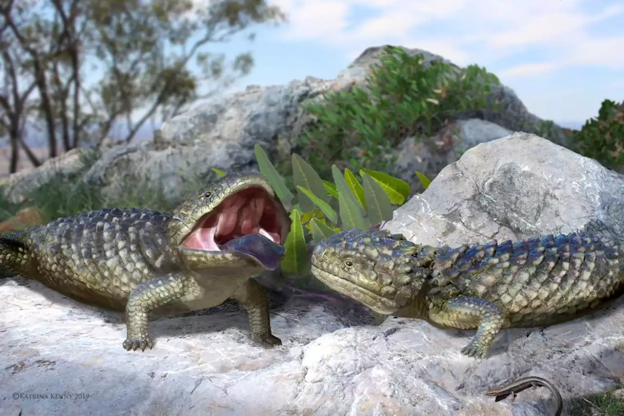 Extinct lizard was a bizarrely supersized version of modern skinks