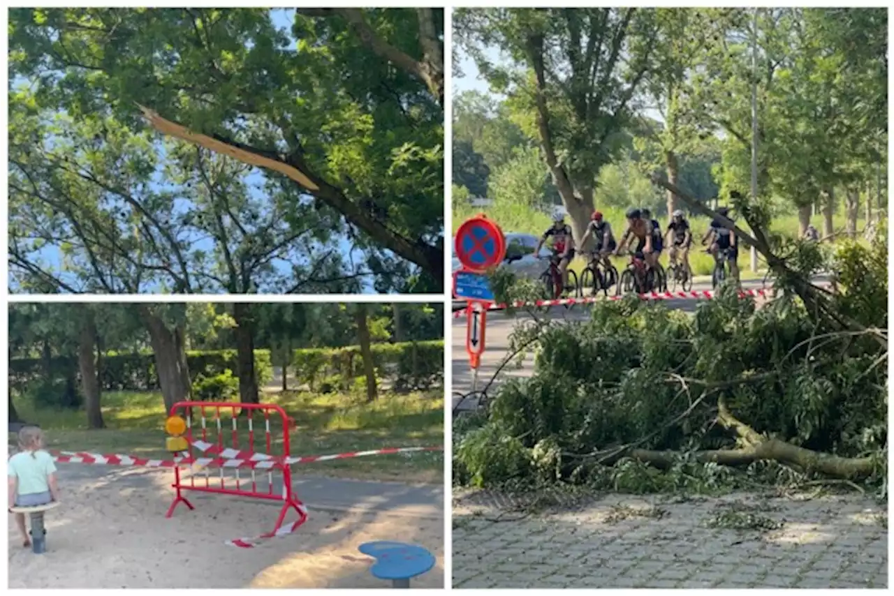 Hier vallen door de hitte zware takken van de bomen: parkeerverbod “tot het frisser wordt”