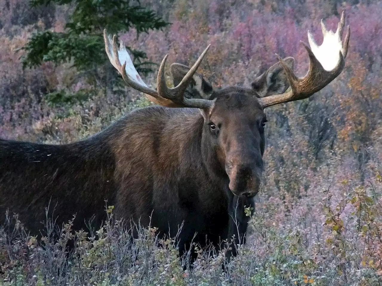 North America's first known case of a rabid moose confirmed in western Alaska