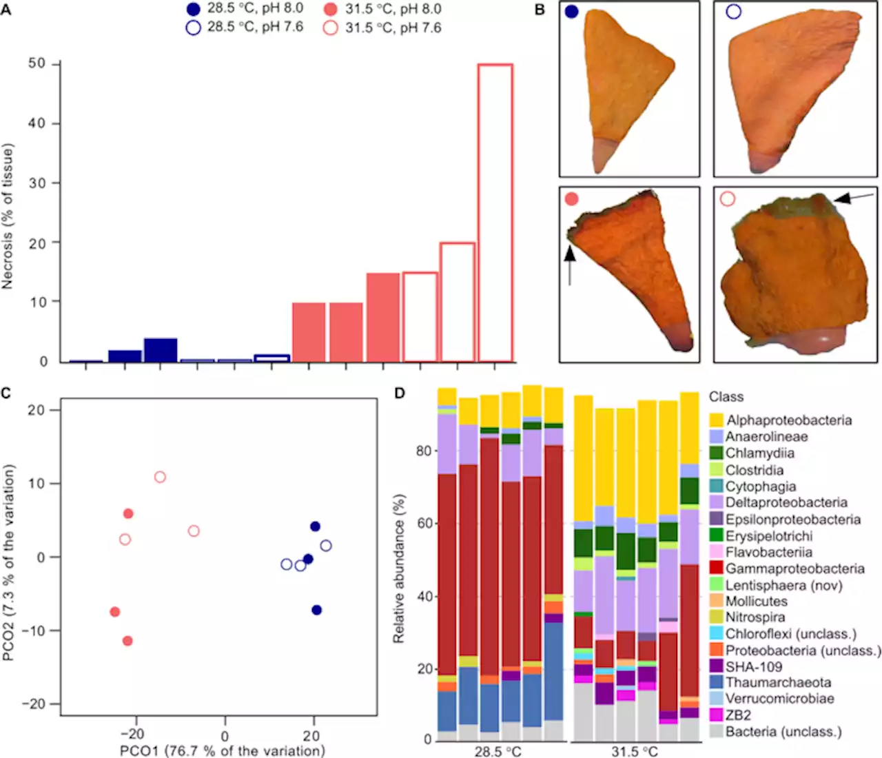 Future ocean conditions induce necrosis, microbial dysbiosis and nutrient cycling imbalance in the reef sponge Stylissa flabelliformis - ISME Communications