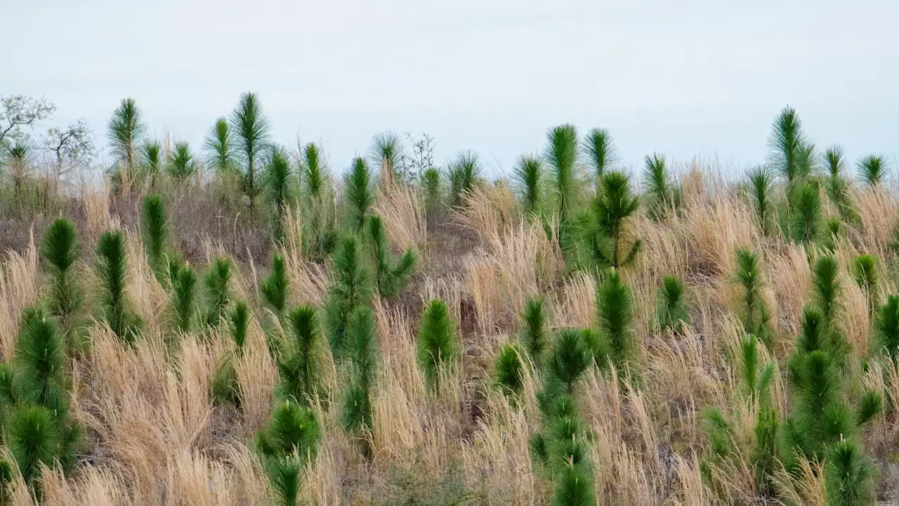 A rare American tree is making a comeback—thanks to forest fires