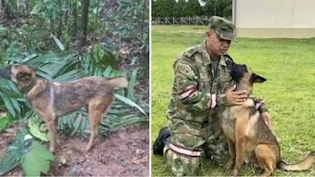 'Cão de guerra': por que o pastor belga, raça do cachorro farejador Wilson, é favorito do exército