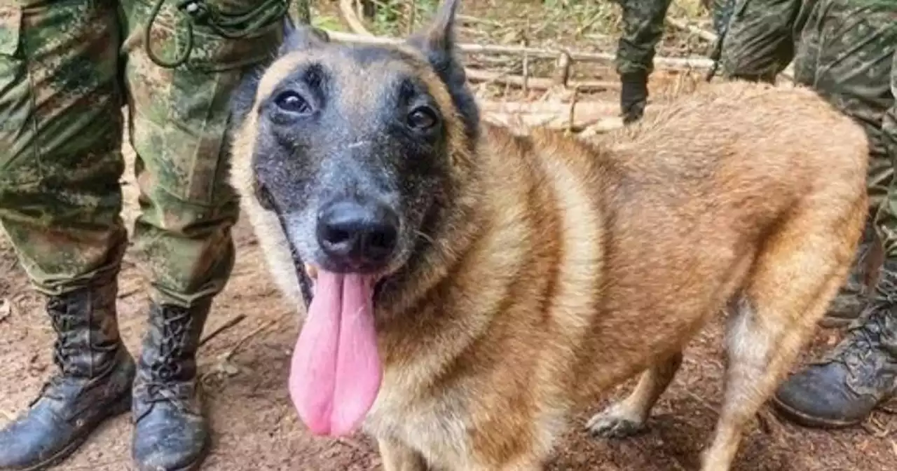 Héroes como Wilson necesitan una nueva oportunidad: Así puede adoptar a un can retirado del Ejército Nacional