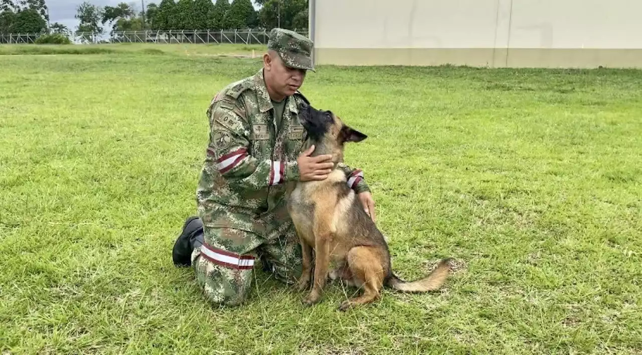 Perro Wilson no aparece por triste razón que explicó experto exmilitar; sería emocional - Pulzo