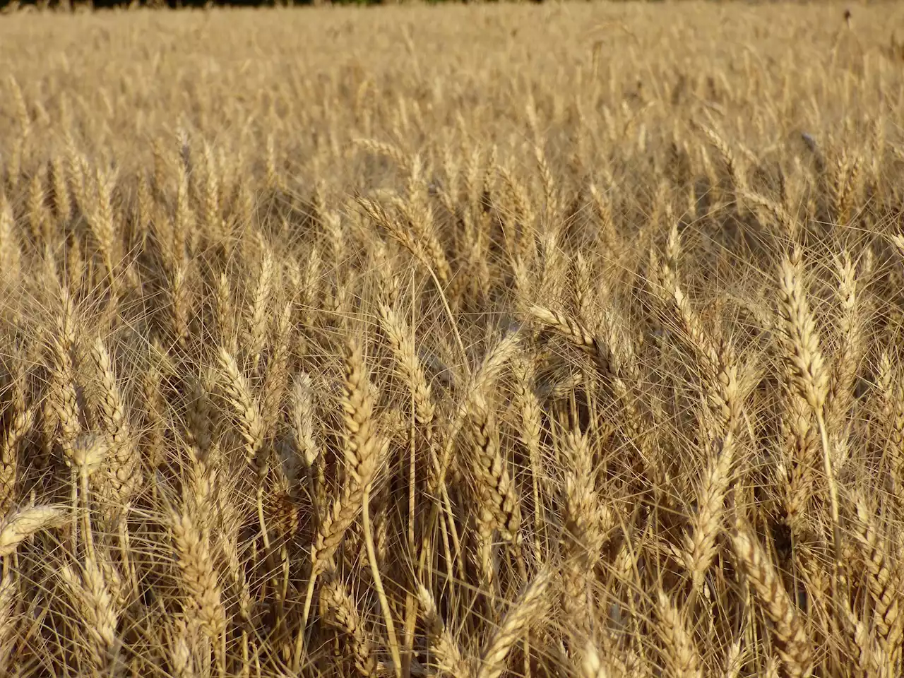 Bio und konventionell: Ertragsunterschiede stabil - Schweizer Bauer