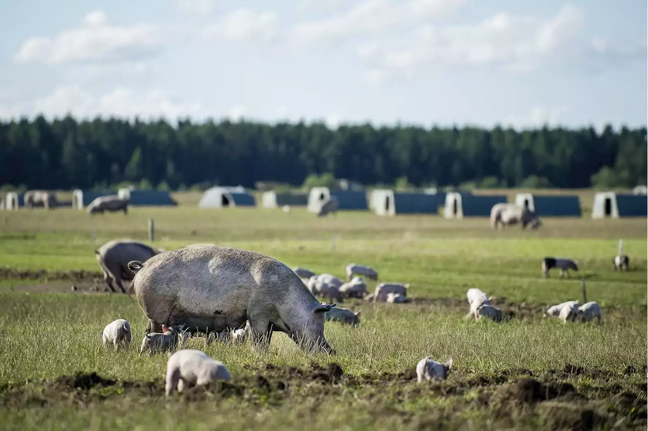 Biofleisch: Umsatzrückgang wegen Inflation - Schweizer Bauer