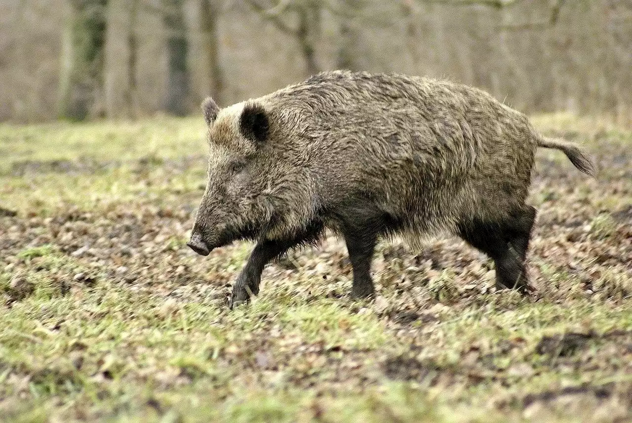 Schweinepest-Impfstoff vor Zulassung - Schweizer Bauer