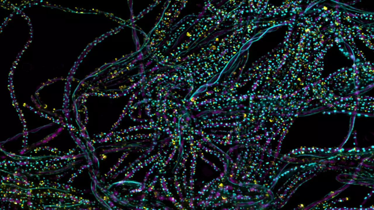 One photon is all it takes to kick off photosynthesis