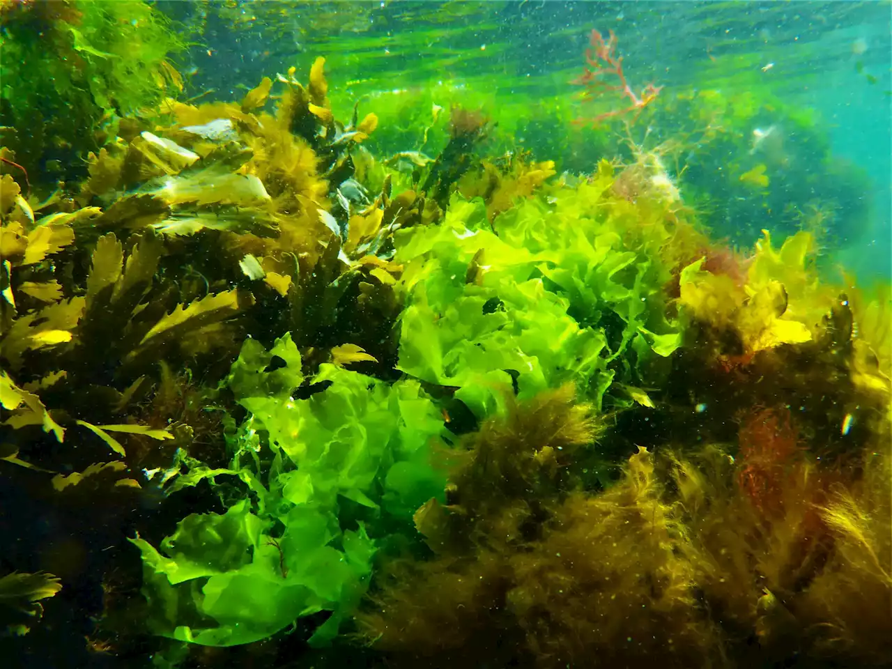 Researchers Discover 20 New Species of Sea Lettuce in the Baltic Sea Region