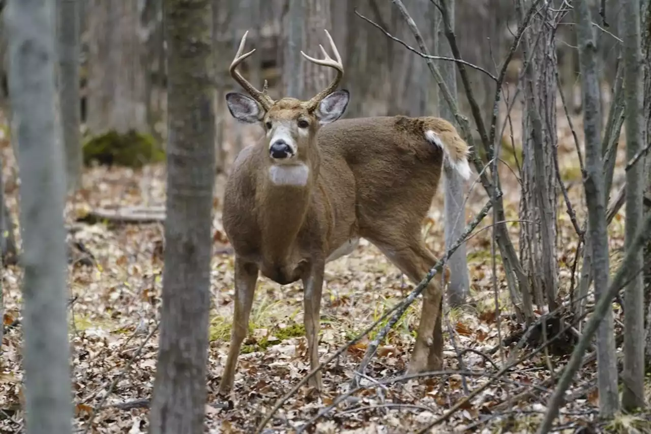 Wildlife unseen casualty of century's worst forest fire season