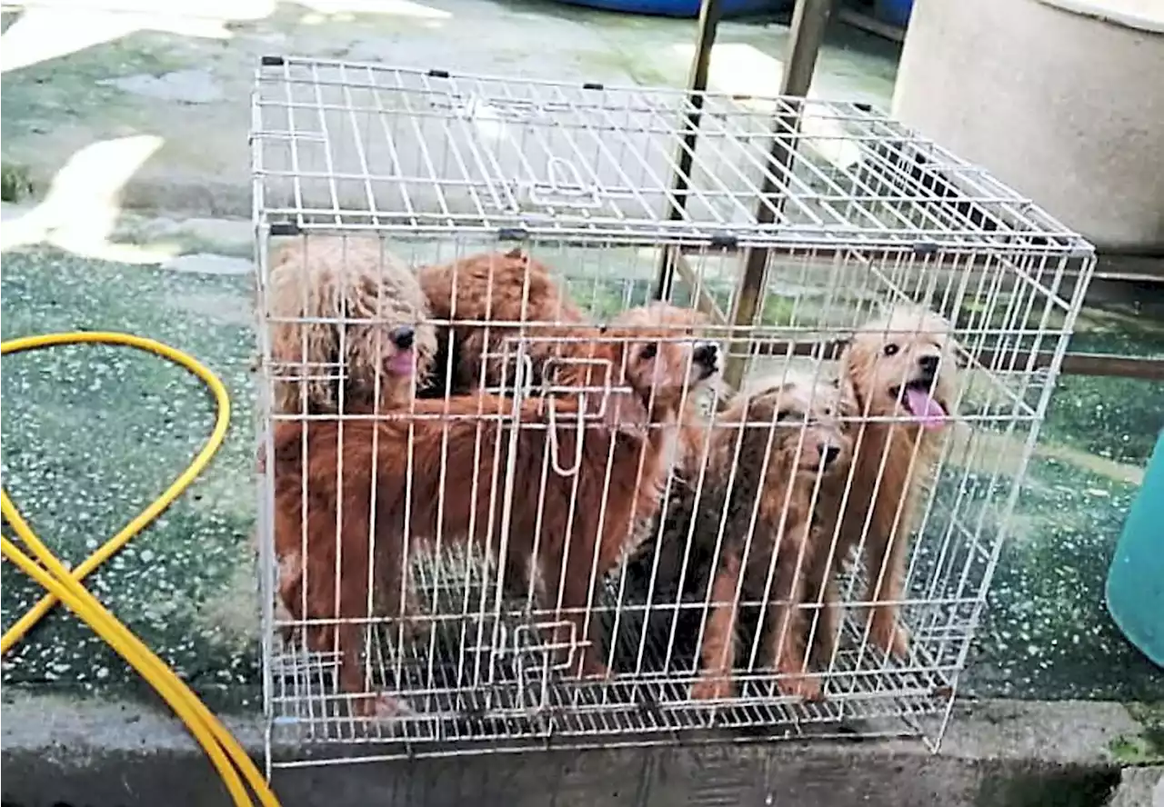 Unlicensed breeders hide operations