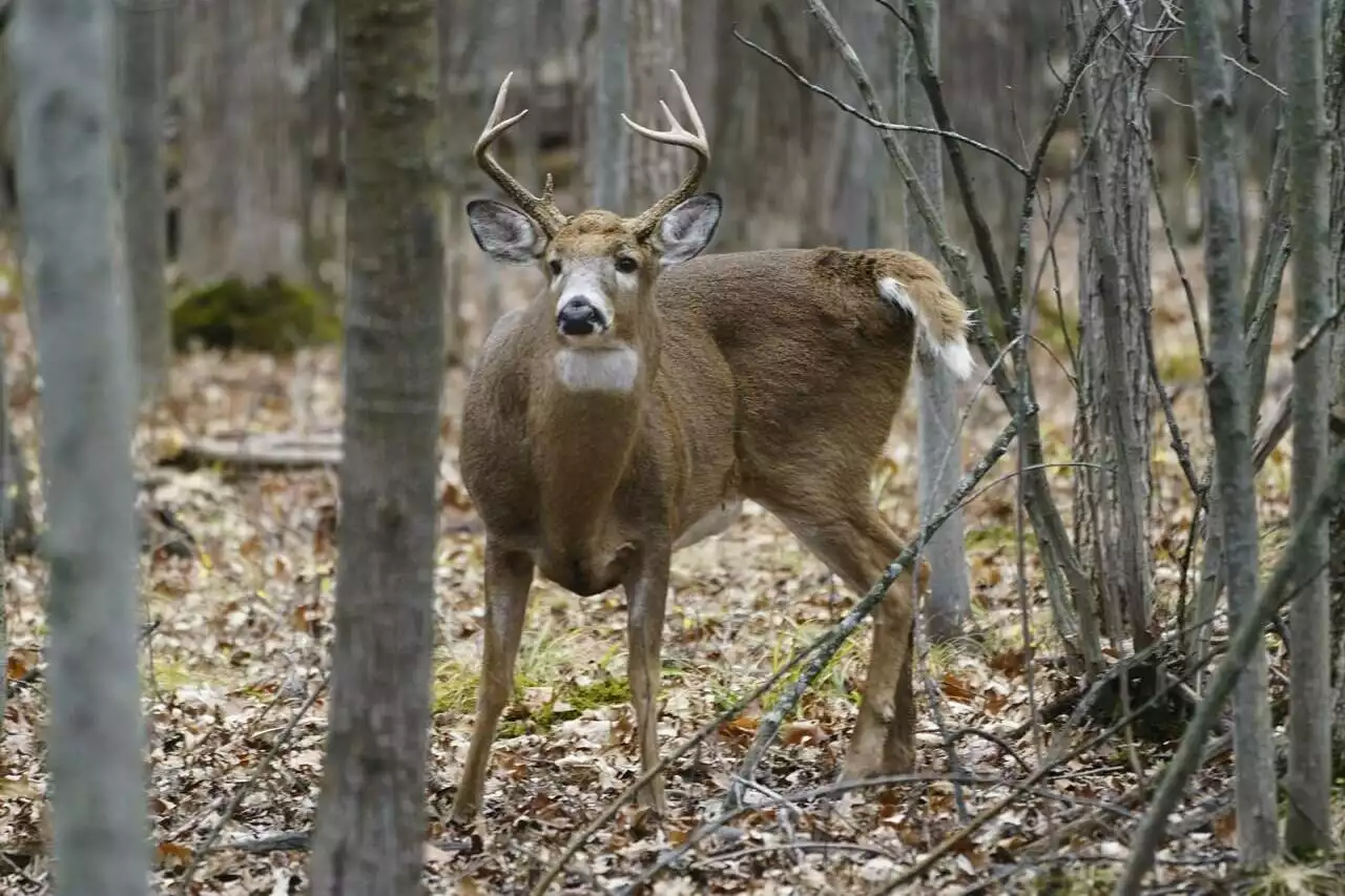 Wildlife unseen casualty as forests burn in worst wildfire season of the century - Terrace Standard